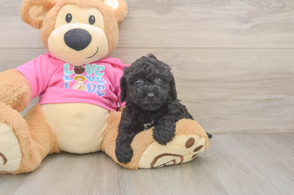 5 week old Poochon Puppy For Sale - Fairfield Furbabies