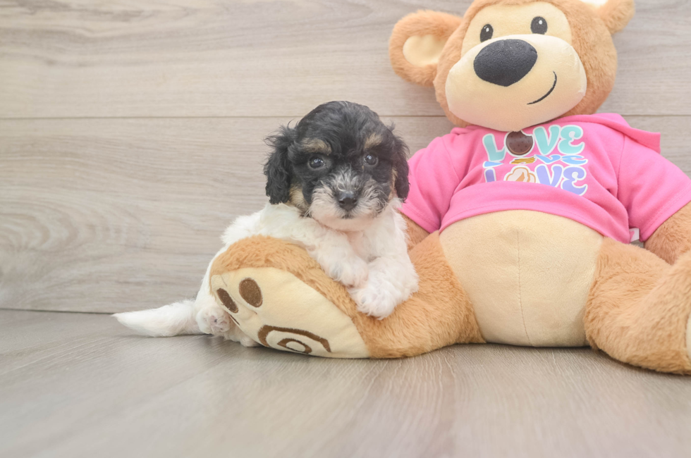 5 week old Poochon Puppy For Sale - Fairfield Furbabies