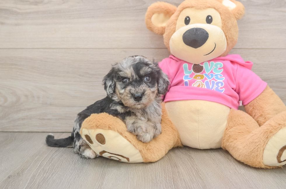 5 week old Poochon Puppy For Sale - Fairfield Furbabies