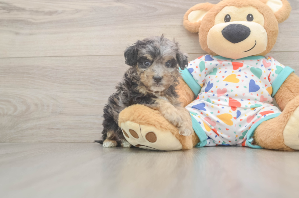 6 week old Poochon Puppy For Sale - Fairfield Furbabies