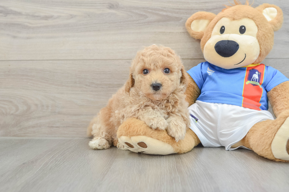6 week old Poochon Puppy For Sale - Fairfield Furbabies