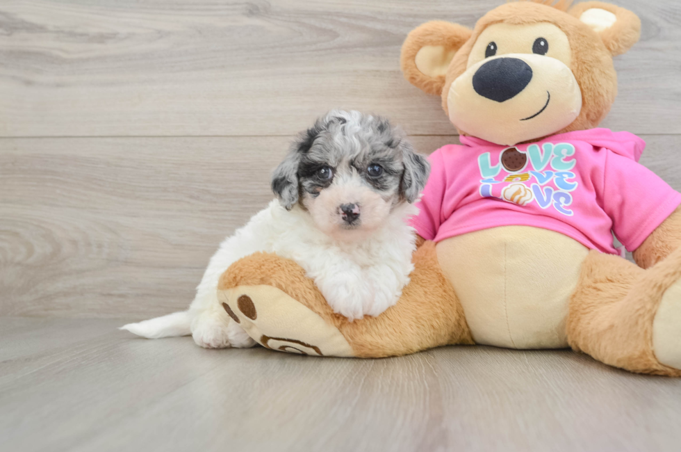 7 week old Poochon Puppy For Sale - Fairfield Furbabies