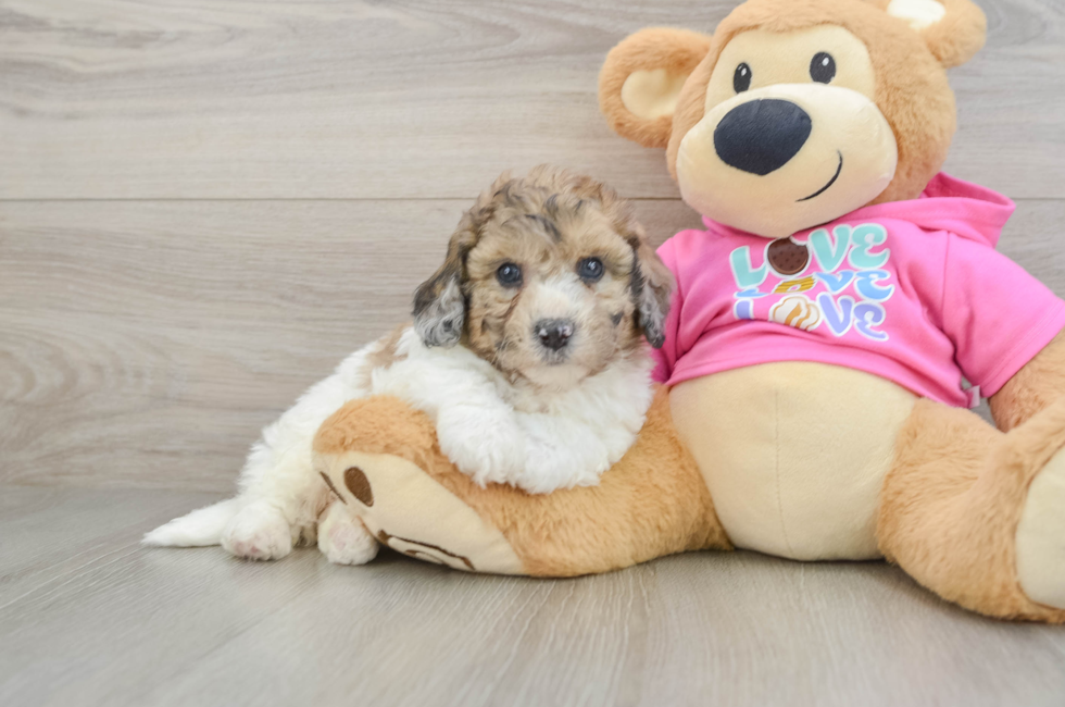 7 week old Poochon Puppy For Sale - Fairfield Furbabies