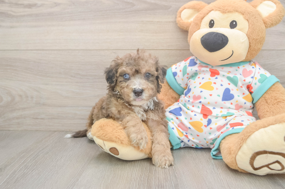 6 week old Poochon Puppy For Sale - Fairfield Furbabies