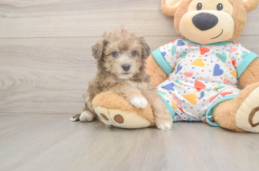 6 week old Poochon Puppy For Sale - Fairfield Furbabies