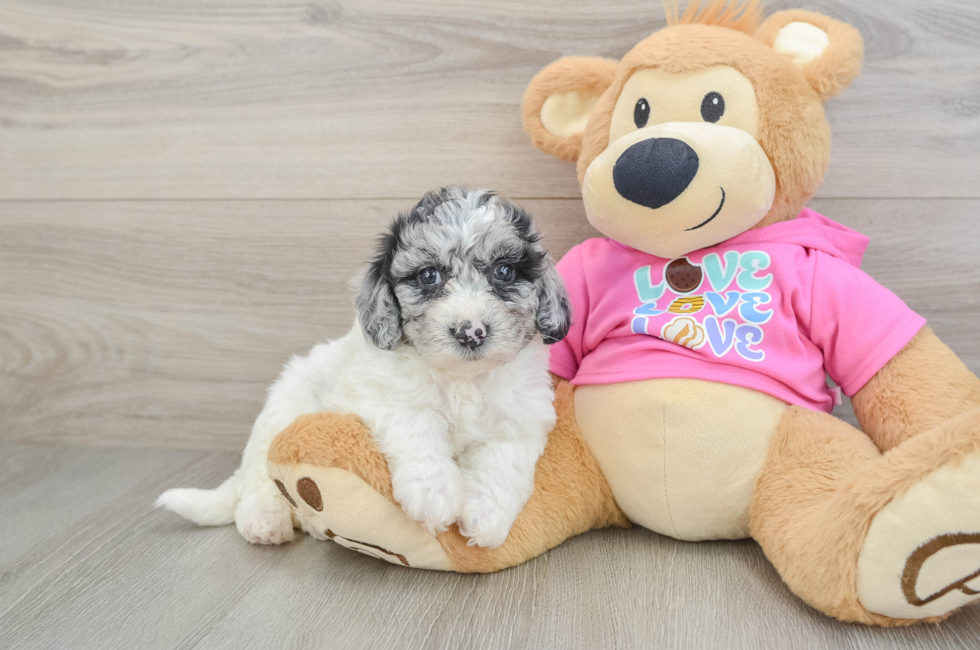 7 week old Poochon Puppy For Sale - Fairfield Furbabies