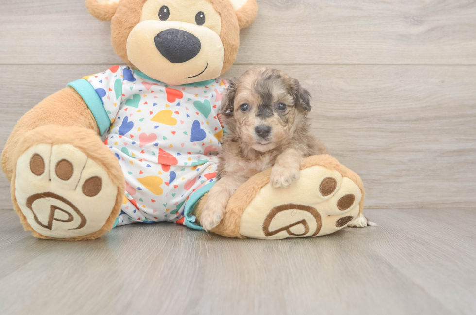 6 week old Poochon Puppy For Sale - Fairfield Furbabies