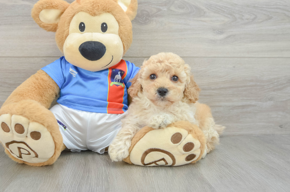 6 week old Poochon Puppy For Sale - Fairfield Furbabies