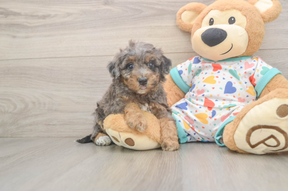 6 week old Poochon Puppy For Sale - Fairfield Furbabies