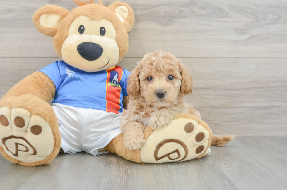 6 week old Poochon Puppy For Sale - Fairfield Furbabies