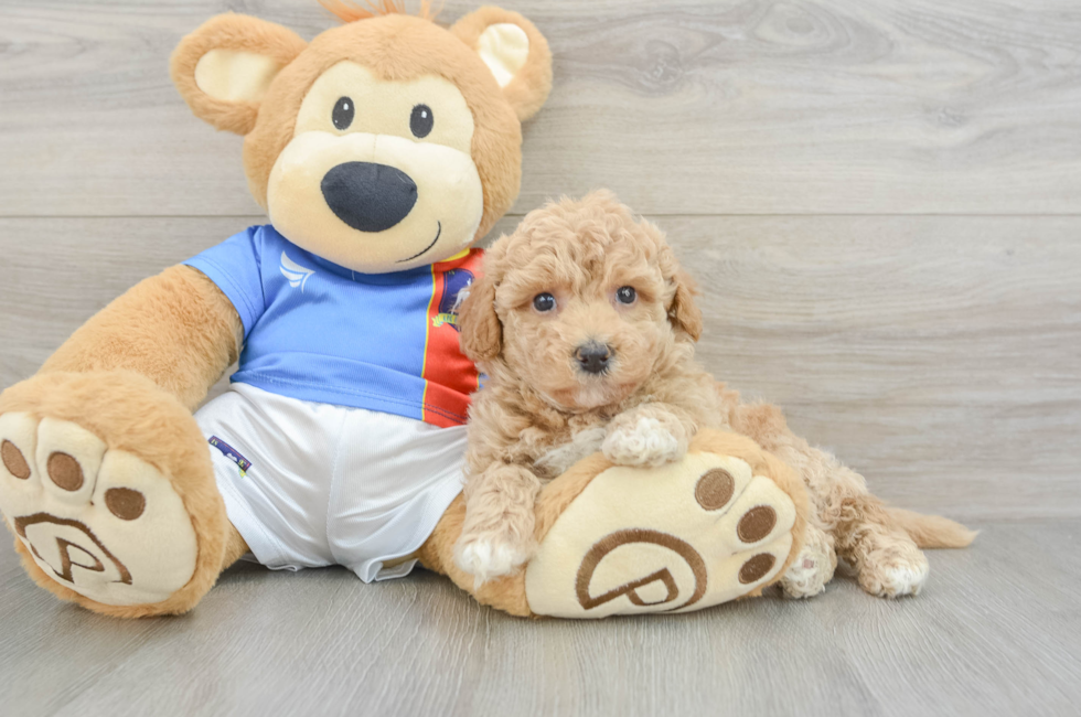 6 week old Poochon Puppy For Sale - Fairfield Furbabies