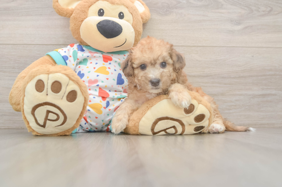 6 week old Poochon Puppy For Sale - Fairfield Furbabies