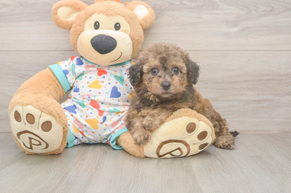 8 week old Poochon Puppy For Sale - Fairfield Furbabies