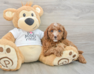 7 week old Poodle Puppy For Sale - Fairfield Furbabies