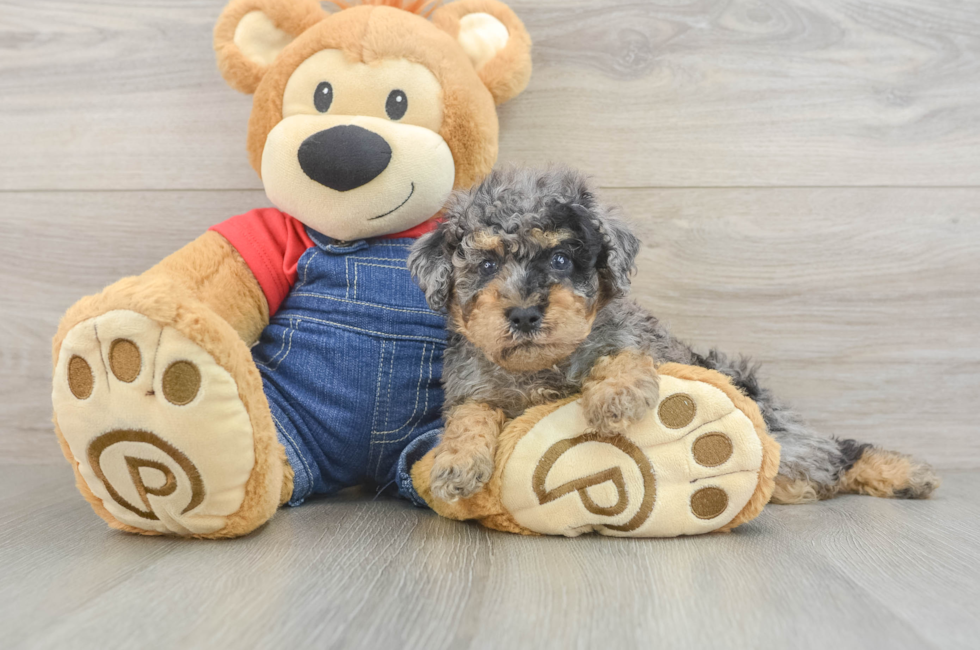 5 week old Poodle Puppy For Sale - Fairfield Furbabies