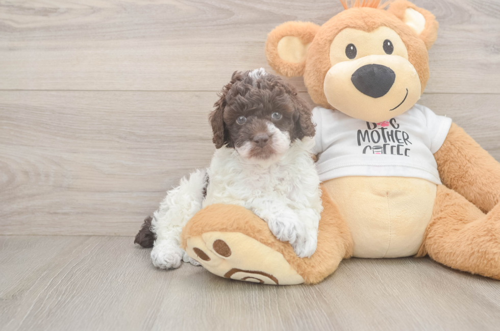 6 week old Poodle Puppy For Sale - Fairfield Furbabies