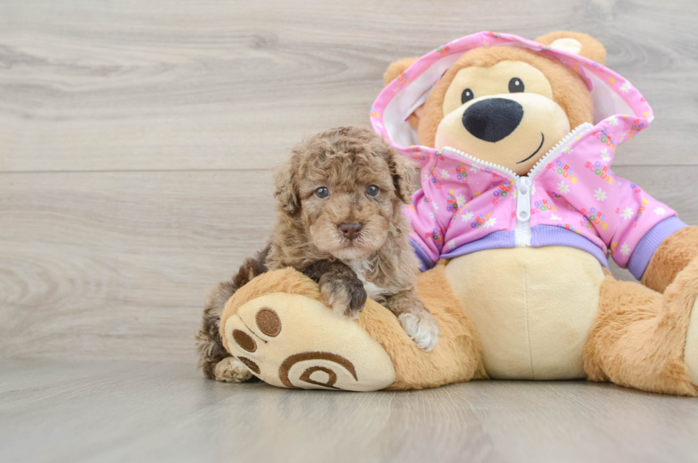 5 week old Poodle Puppy For Sale - Fairfield Furbabies