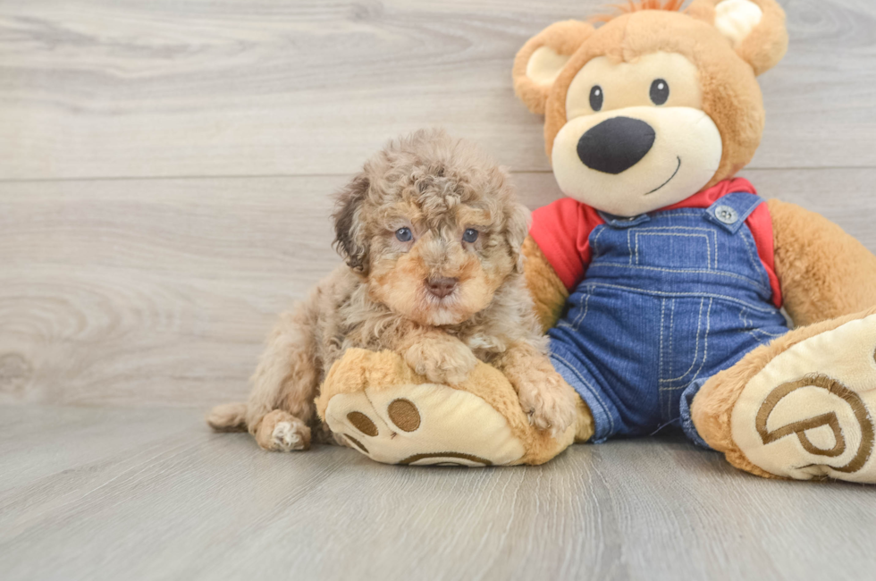 5 week old Poodle Puppy For Sale - Fairfield Furbabies