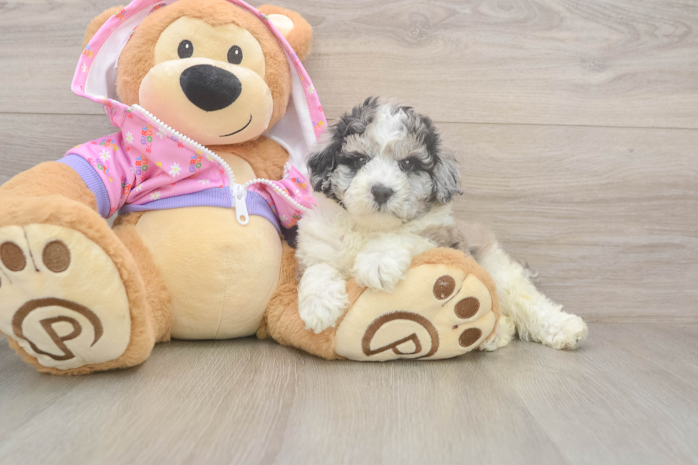 Smart Pooodle Purebred Puppy