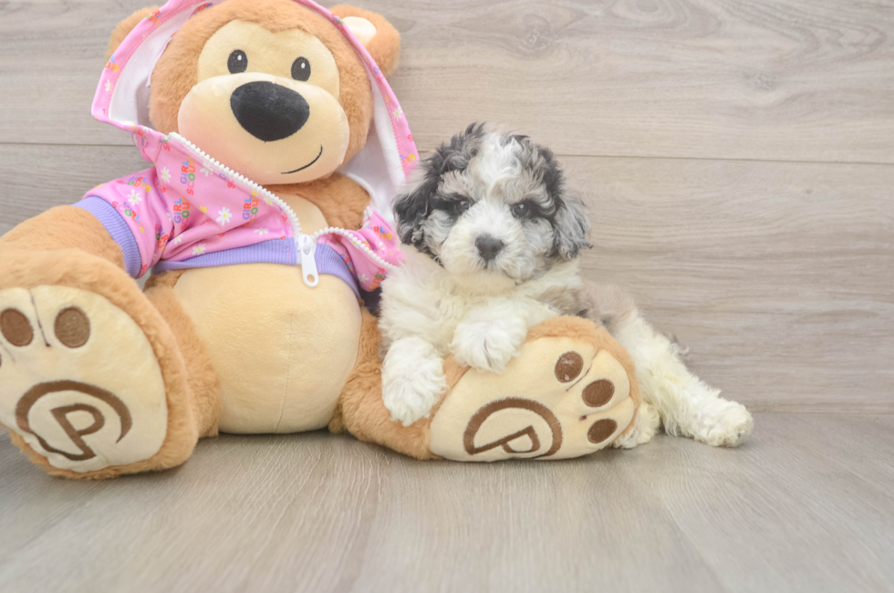 7 week old Poodle Puppy For Sale - Fairfield Furbabies