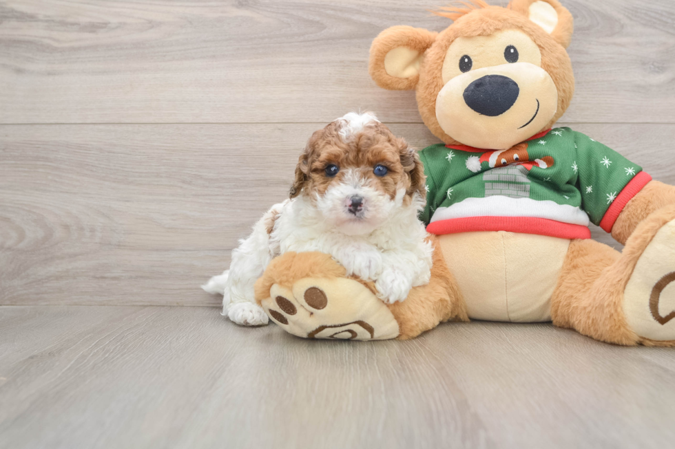 Poodle Puppy for Adoption