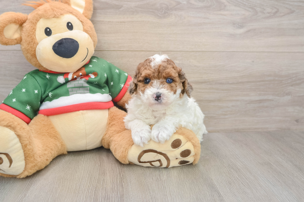 Funny Poodle Purebred Pup