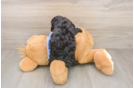 Little Poodle Baby