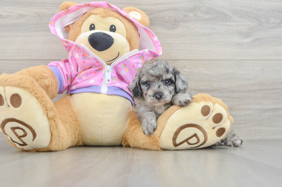 5 week old Poodle Puppy For Sale - Fairfield Furbabies