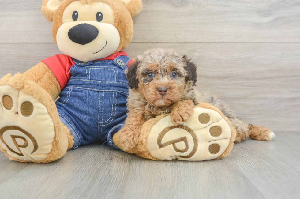 5 week old Poodle Puppy For Sale - Fairfield Furbabies