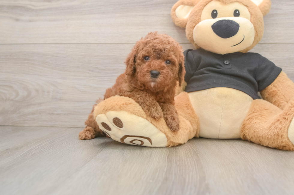 7 week old Poodle Puppy For Sale - Fairfield Furbabies