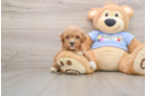 Energetic Pooodle Purebred Puppy