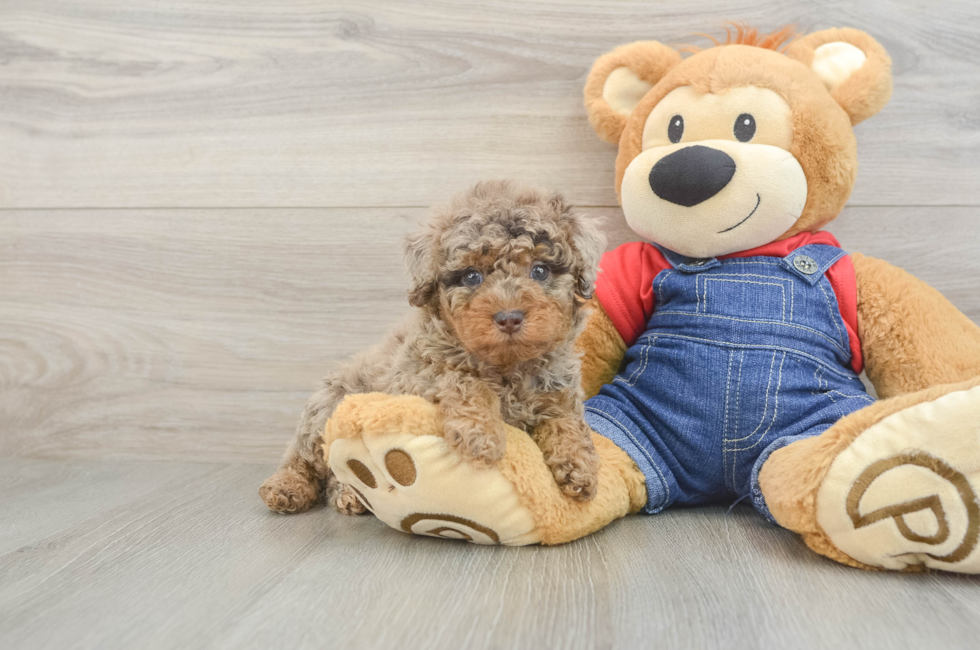5 week old Poodle Puppy For Sale - Fairfield Furbabies