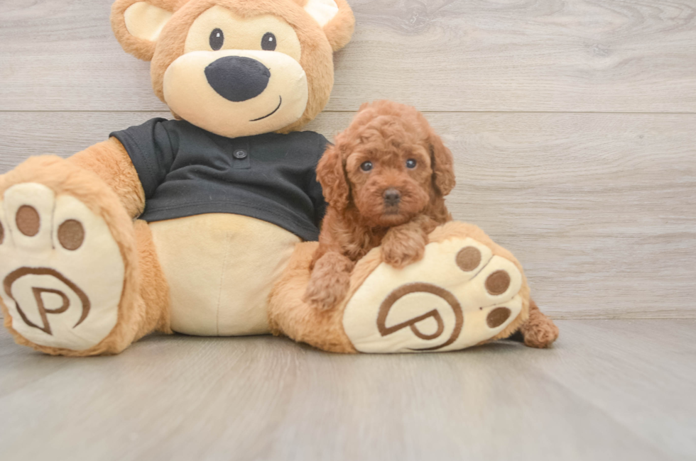 7 week old Poodle Puppy For Sale - Fairfield Furbabies