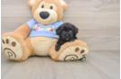 Playful Poodle Purebred Pup