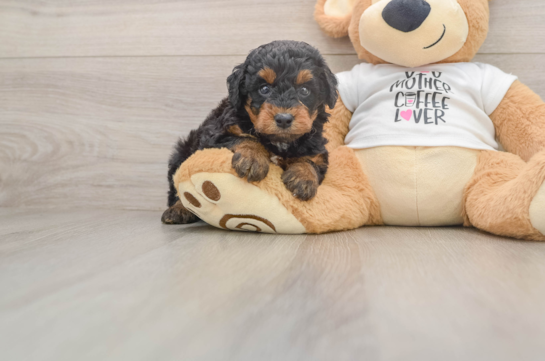 AMELIA, a Poodle littermate
