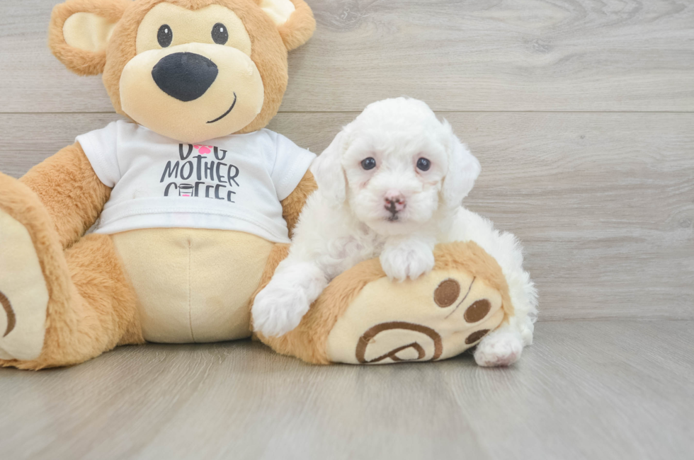 7 week old Poodle Puppy For Sale - Fairfield Furbabies