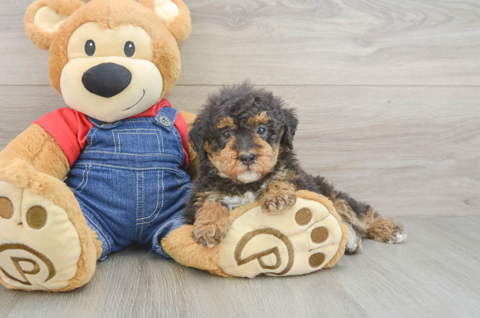 5 week old Poodle Puppy For Sale - Fairfield Furbabies