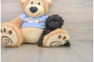 Poodle Pup Being Cute