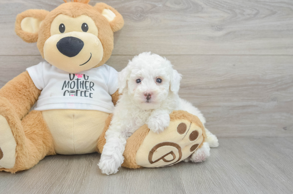 7 week old Poodle Puppy For Sale - Fairfield Furbabies