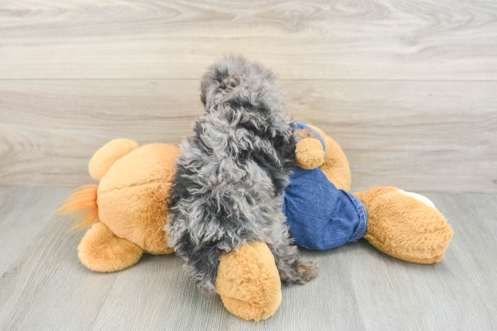 Best Poodle Baby