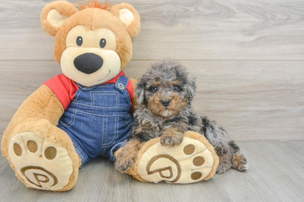 5 week old Poodle Puppy For Sale - Fairfield Furbabies