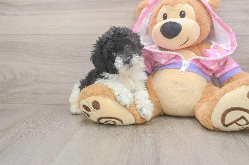 7 week old Poodle Puppy For Sale - Fairfield Furbabies