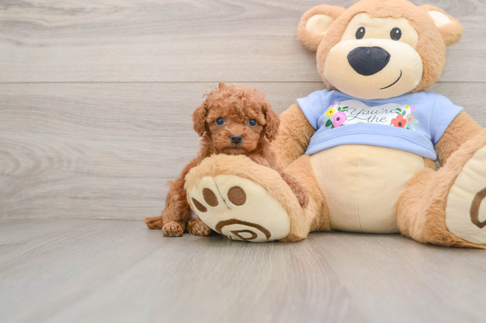 Adorable Toy Poodle Purebred Puppy
