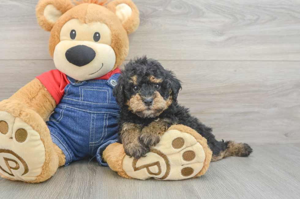 5 week old Poodle Puppy For Sale - Fairfield Furbabies