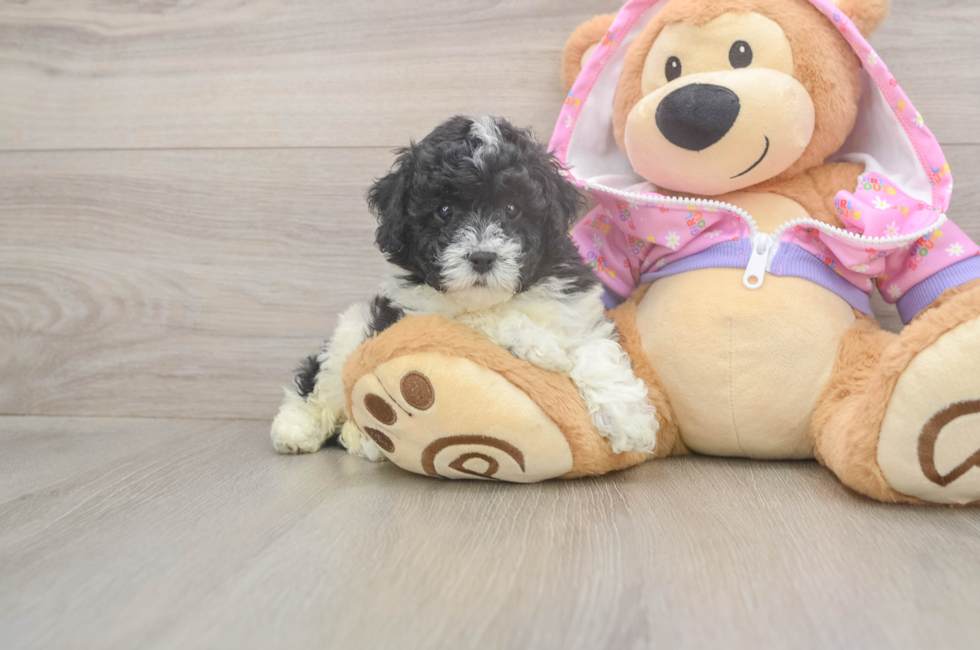 7 week old Poodle Puppy For Sale - Fairfield Furbabies