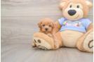 Funny Poodle Purebred Pup