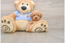 Poodle Puppy for Adoption