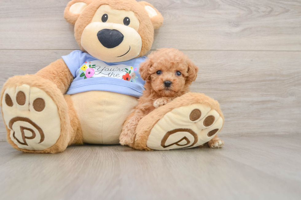 Poodle Puppy for Adoption