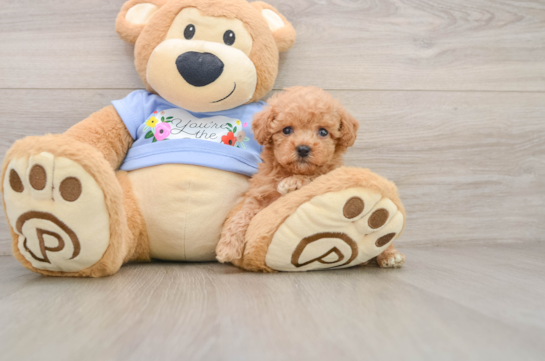 Poodle Puppy for Adoption