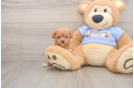 Best Poodle Baby